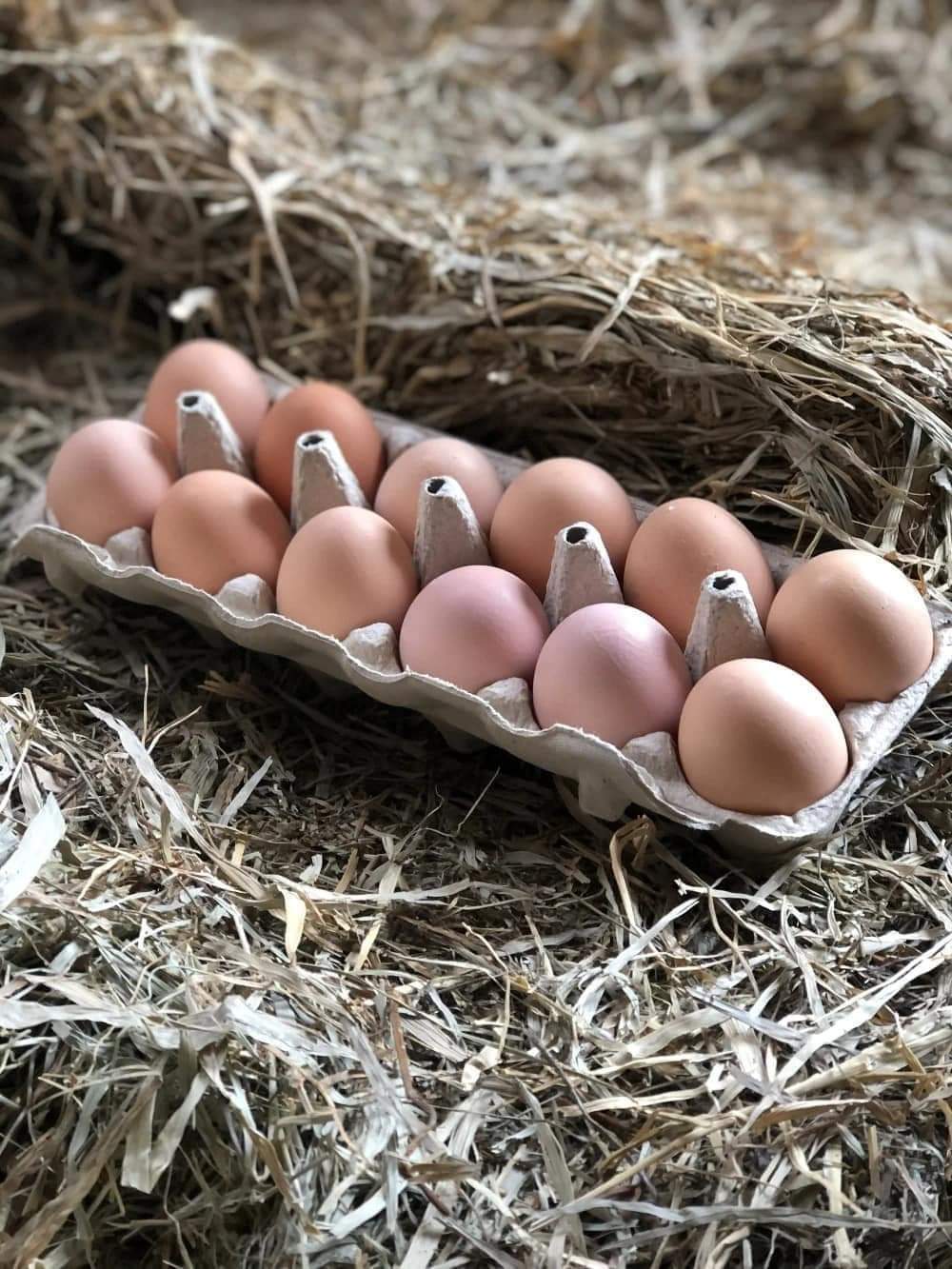 Oeufs boite de 15